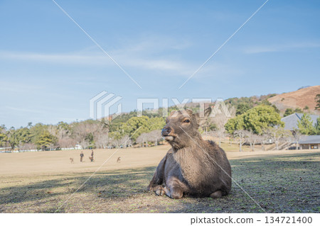 奈良公園春日野花園的梅花鹿(雄性) 奈良公園春日野花園的梅花鹿(雄性) 134721400