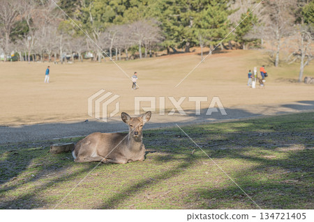 Sika deer (female) Nara Park Kasugano Garden 134721405