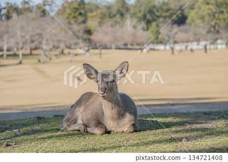 Sika deer (female) Nara Park Kasugano Garden 134721408