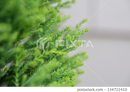 Conifers that remain green in the stillness of winter, and a sense of unchanging green life Conifers that remain green in the stillness of winter, and a sense of unchanging green life 134721410