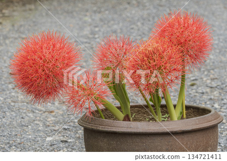 red Blood Lily in a pot red Blood Lily in a pot 134721411