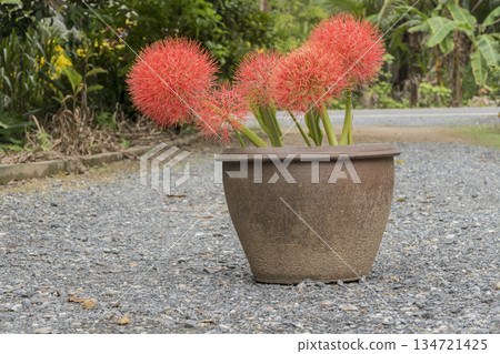 red Blood Lily flowers in pots 134721425