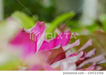beautiful pink Bromeliad flower in the garden beautiful pink Bromeliad flower in the garden 134721508