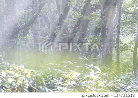 陽光照射在大山京都新綠森林中的景象 陽光照射在大山京都新綠森林中的景象 134721518