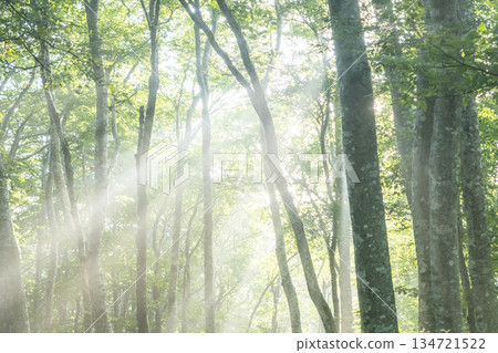 A scene of sunlight shining through the fresh green forest at Oyama Kyoganari A scene of sunlight shining through the fresh green forest at Oyama Kyoganari 134721522