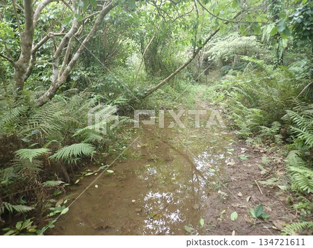 Okinawa Hiji Falls, Kunigami Village, Northern Okinawa Prefecture, Waterfall, Negative Ions 134721611