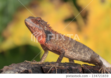 chameleon lizard on tree chameleon lizard on tree 134721659