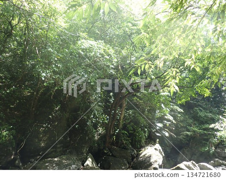 沖繩比治瀑布，位於沖繩縣北國頭村，瀑布，負離子 134721680
