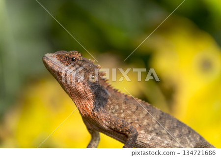chameleon on the nature background chameleon on the nature background 134721686