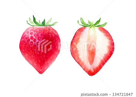 草莓果實橫切面水彩插圖 134721847