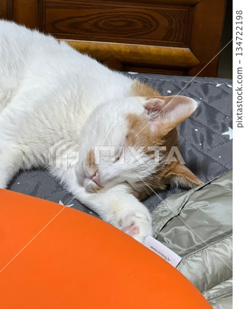 An Indonesian domestic cat with a sleek coat and playful personality, lounging in a sunny spot. Perfect for pet photography, showcasing the charm and beauty of local feline companions at home. An Indonesian domestic cat with a sleek coat and playful personality, lounging in a sunny spot. Perfect for pet photography, showcasing the charm and beauty of local feline companions at home. 134722198