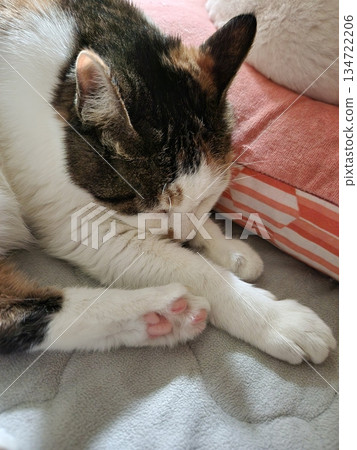 An Indonesian domestic cat with a sleek coat and playful personality, lounging in a sunny spot. Perfect for pet photography, showcasing the charm and beauty of local feline companions at home. An Indonesian domestic cat with a sleek coat and playful personality, lounging in a sunny spot. Perfect for pet photography, showcasing the charm and beauty of local feline companions at home. 134722206