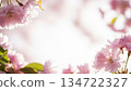 Scenery with cherry blossoms 134722327