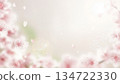 Fluffy cherry blossoms 134722330