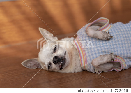 Chihuahua dog sleeping on floor Chihuahua dog sleeping on floor 134722466