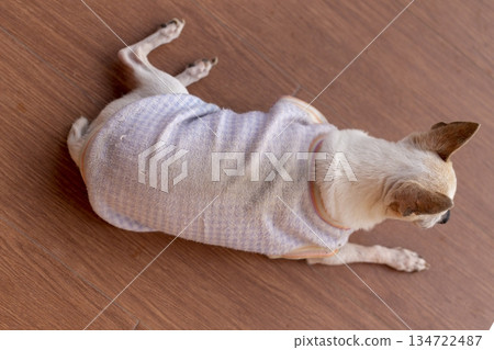 Cute chihuahua dog resting on floor 134722487