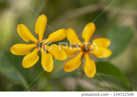 yellow flower in nature 134722506