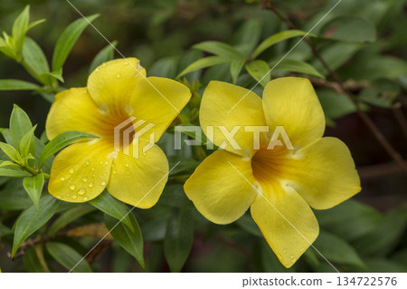 yellow flower in the garden yellow flower in the garden 134722576