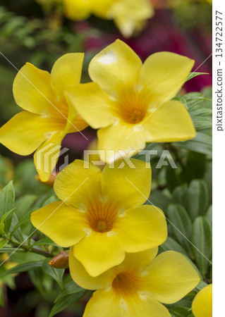 yellow flower in garden yellow flower in garden 134722577