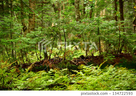 浦州上之池步道上的畸形樹木和植物 134722593