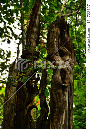 Deformed trees and plants on the Uramashu Kaminokoike Pond Trail 134722597