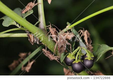 Living creatures, insects, ground cherry bugs, which cause damage to various crops. A swarm of adult insects swarming on a ground cherry Living creatures, insects, ground cherry bugs, which cause damage to various crops. A swarm of adult insects swarming on a ground cherry 134722666