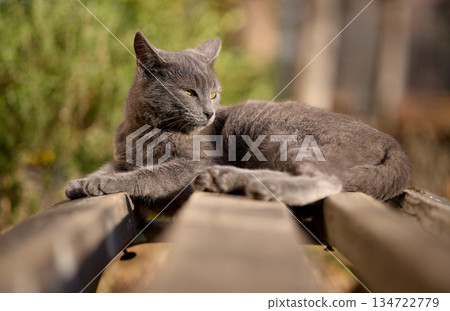 Majestic Russian Blue Mix Cat Resting on a Wooden Bench in Sunlight. High quality photo 134722779