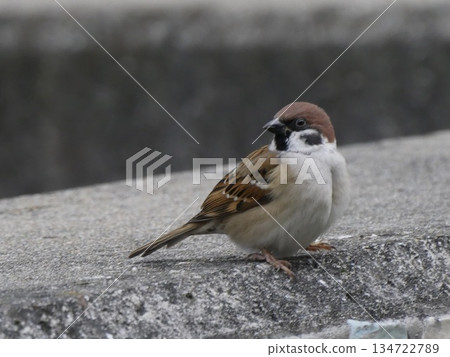 一隻麻雀棲息在水泥牆邊 | 城市中常見的野生鳥類 134722789