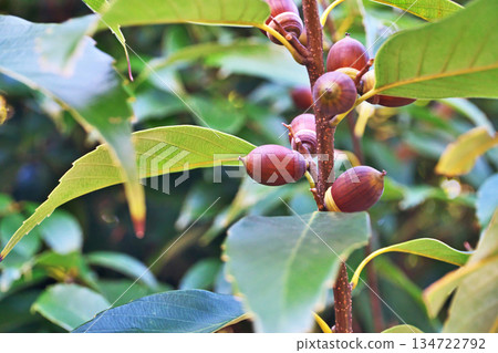 櫟屬植物漿果（冬季，12月） 134722792