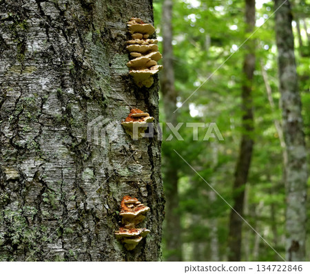 浦間上之池步道上的蘑菇和其他植物 134722846