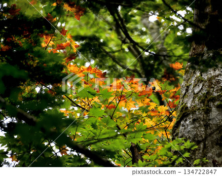 浦間上之池步道上的蘑菇和其他植物 浦間上之池步道上的蘑菇和其他植物 134722847