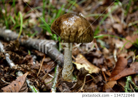 浦間上之池步道上的蘑菇和其他植物 134722848