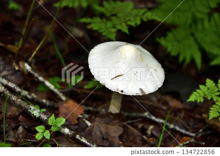 浦間上之池步道上的蘑菇和其他植物 134722856