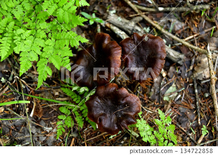 Mushrooms and other plants on the Uramashu Kaminokoike Pond Trail 134722858