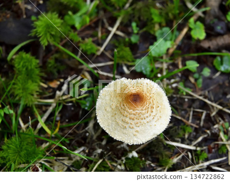 Mushrooms and other plants on the Uramashu Kaminokoike Pond Trail 134722862