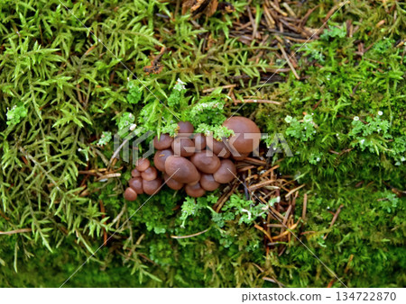 Mushrooms and other plants on the Uramashu Kaminokoike Pond Trail 134722870