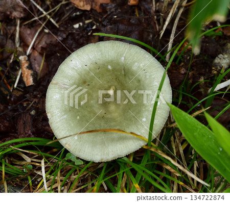浦間上之池步道上的蘑菇和其他植物 浦間上之池步道上的蘑菇和其他植物 134722874