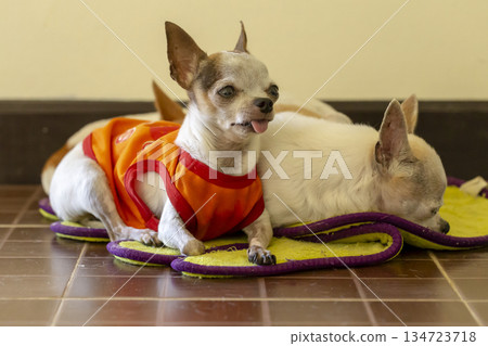 Chihuahua dogs resting on floor in room 134723718