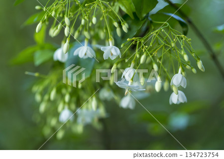 white flowers on green background 134723754