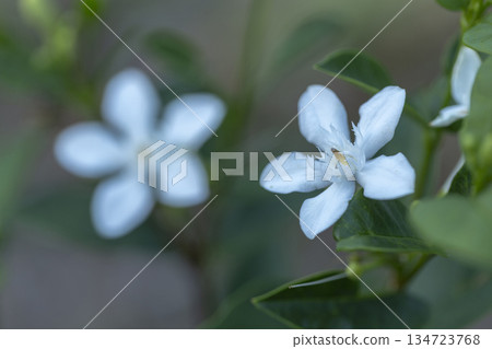 close up of jasmine flower close up of jasmine flower 134723768
