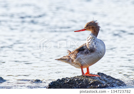 一隻回頭望去的海秋沙鴨 134723782