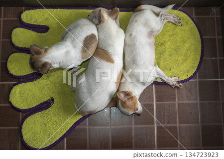 Chihuahua dogs sleep on the floor Chihuahua dogs sleep on the floor 134723923