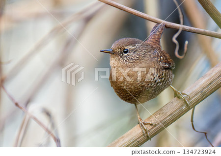 冬天的鷦鷯 134723924