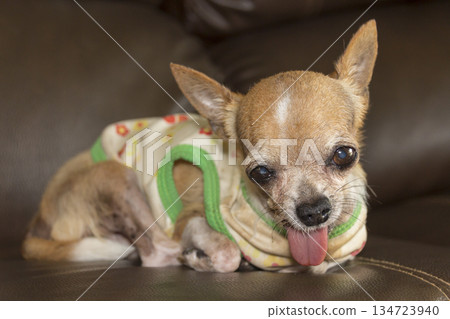 portrait of a brown chihuahua dog 134723940