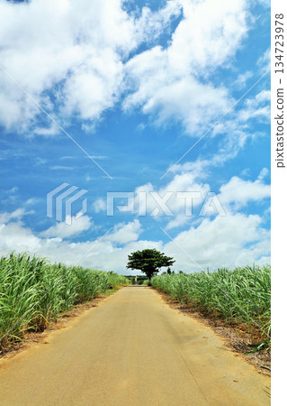 Okinawa Miyakojima summer blue sky and sugar cane field Okinawa Miyakojima summer blue sky and sugar cane field 134723978