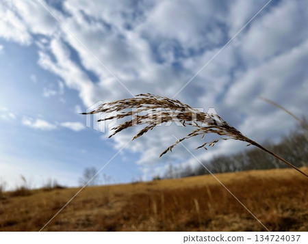 日本蒲葦在寒冷的天空下閃閃發光 134724037