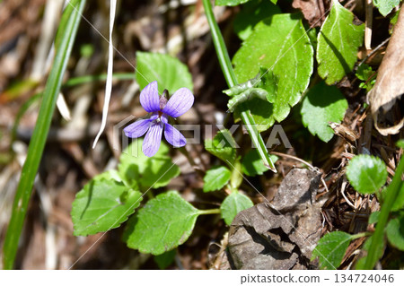 浦州上之池步道沿線的植物 134724046