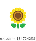 Sunflower summer flower hand drawn pastel cute illustration Sunflower summer flower hand drawn pastel cute illustration 134724258