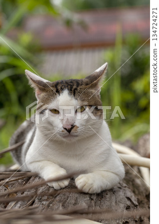 cute cat on floor cute cat on floor 134724271