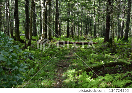 浦間上之池步道上的蘑菇和其他植物 134724303